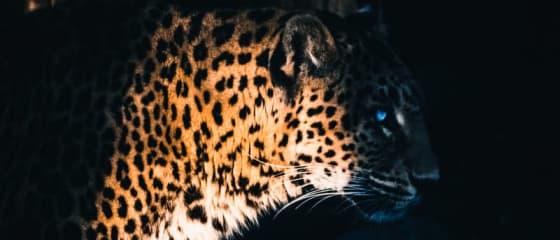 Yggdrasil Partners ReelPlay освобождает Jaguar SuperWays от Bad Dingo